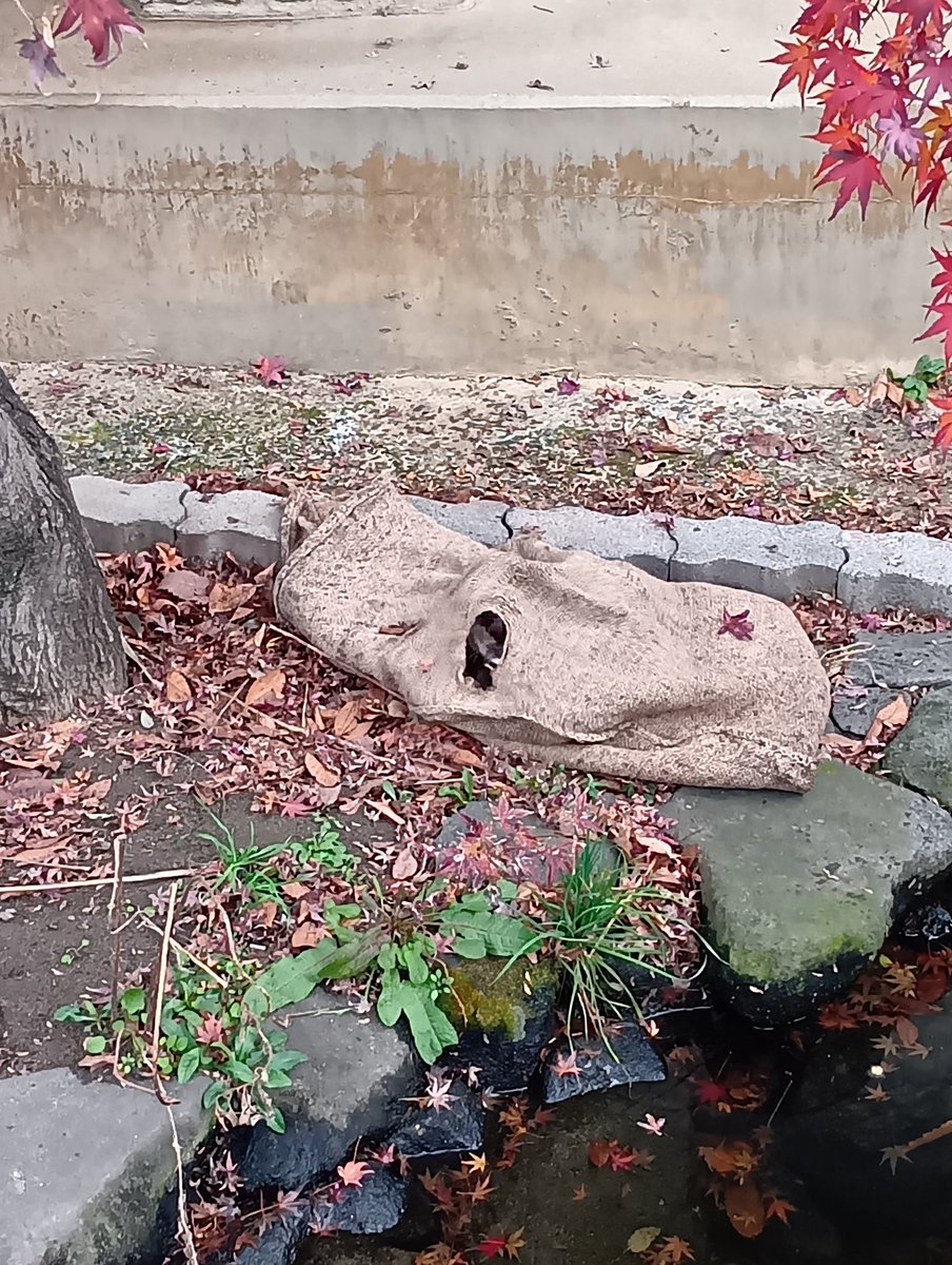 コロンさん😊麻袋にも入ったりしてました 2025.12.20市川市動植物園