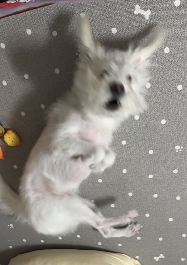 ANI3OO's tweet image. 옹 오옹~ 옹옹? 옹 오웅 옹~...