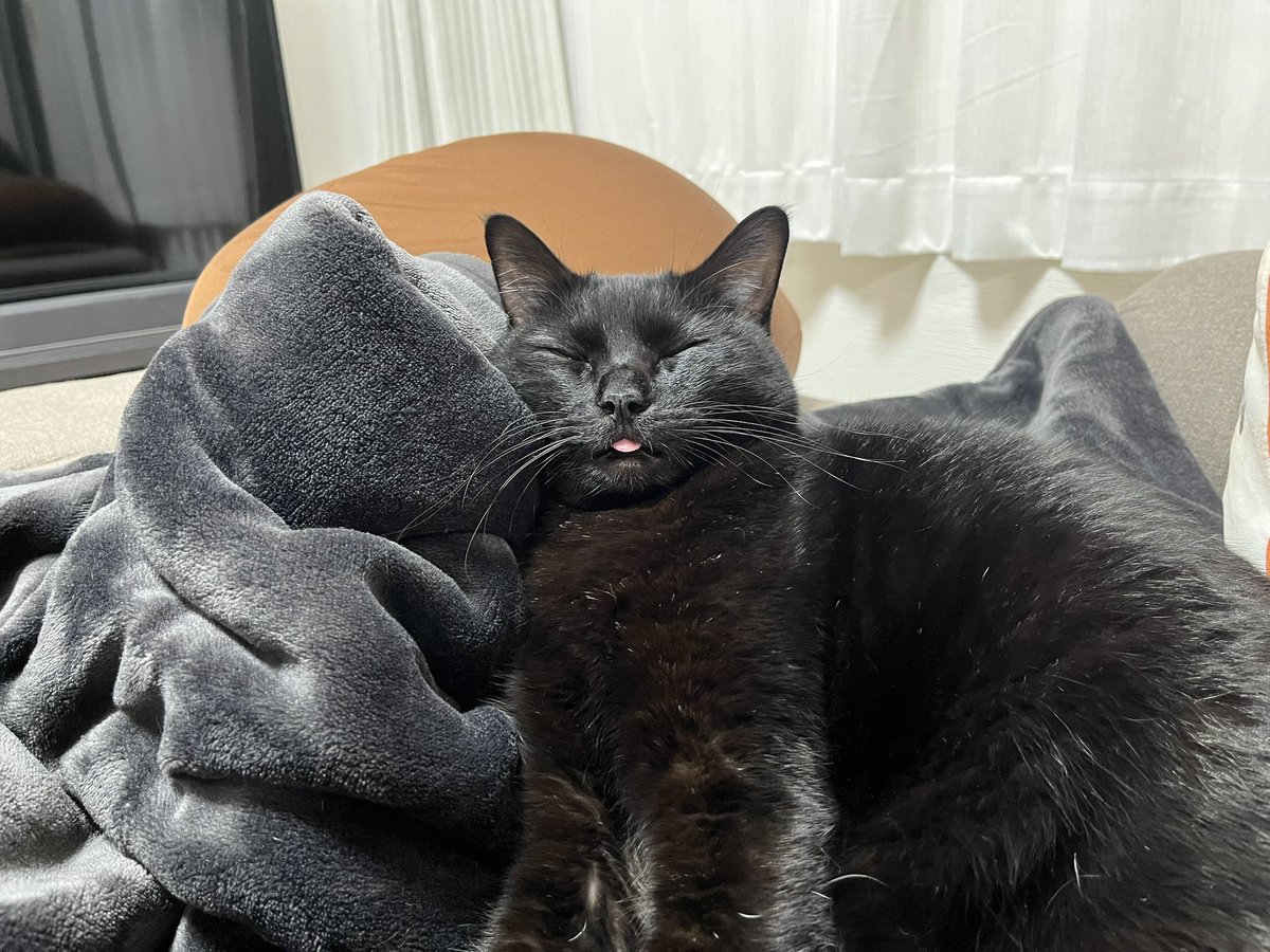 Chocola0328's tweet photo. 反則！かわいすぎ！

#要にゃんこ亭
#久米島猫
#保護猫
#黒猫
#猫のいる暮らし https://t.co/8w7K5e7LgZ