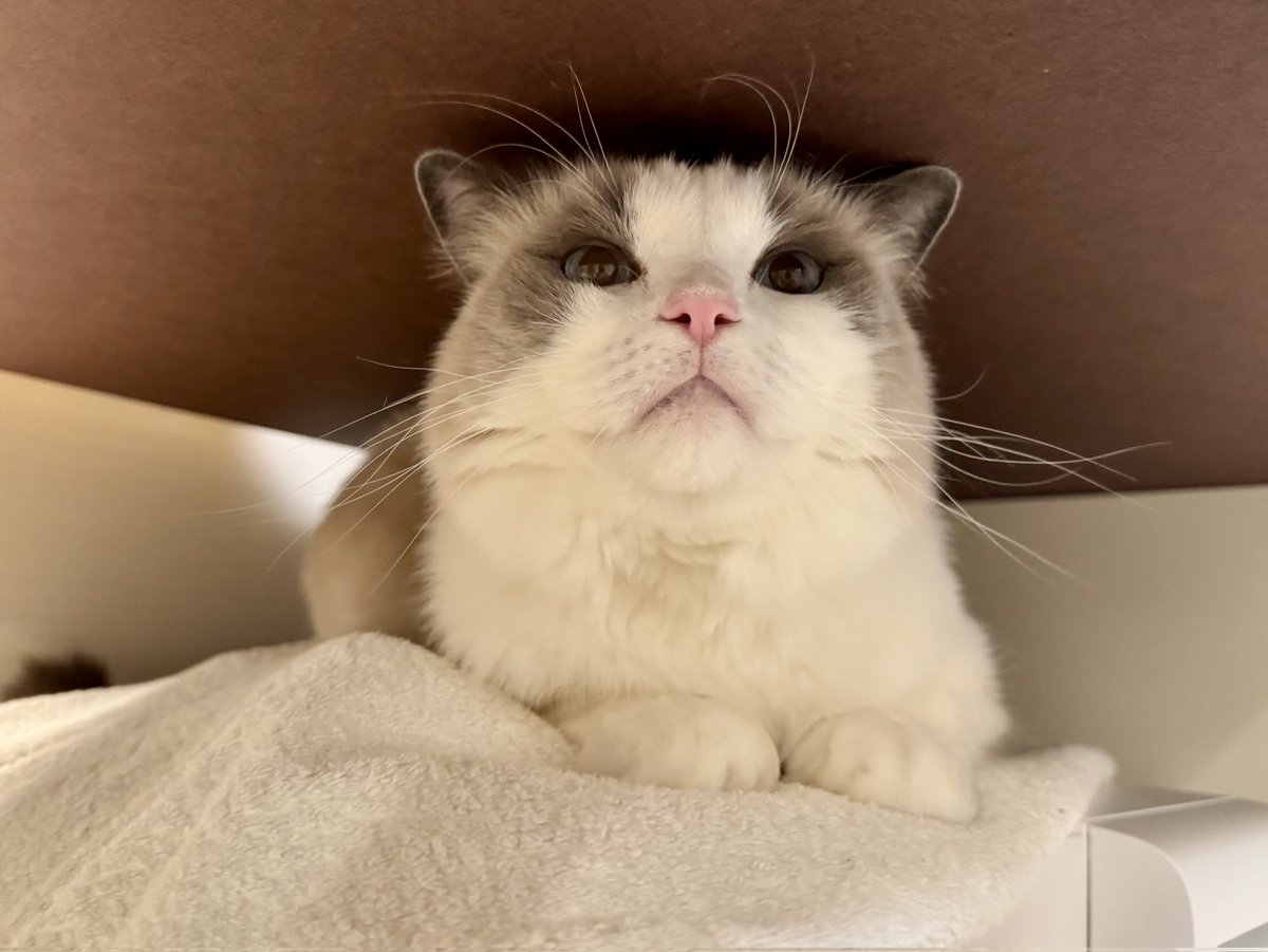 ニャ🐱✨ #1678日目