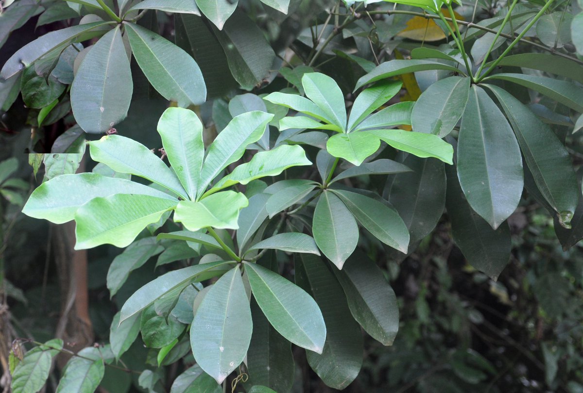 HerbalistChief's tweet image. Our ancestor called this plant Nyamedua (God’s tree).It’s one of the best plants for STUBBORN HYPERTENSION. 

Cut either the stem bark or root bark and boil with water for 20 mins. Drink a teacupful twice daily. 

Stay healthy. Nature heals.