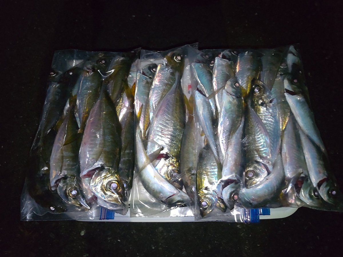 hanimal46's tweet image. 何だかんだと釣れたので

撤収ー！

#南方作戦
#お二人様