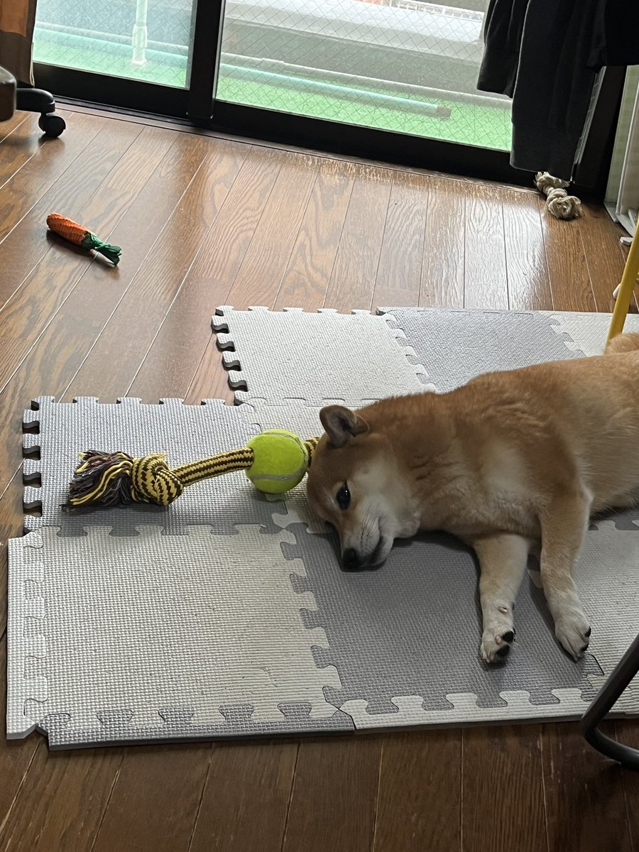 Post by さくら@キツネ顔の豆柴🌸 on X: ちょんまげいぬ