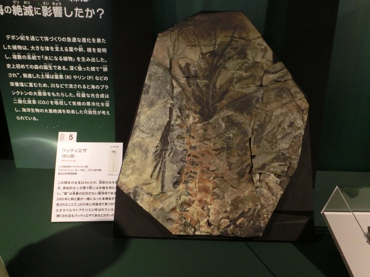 大絶滅展4 アンモナイトの仲間の化石とデボン紀の植物の化石
