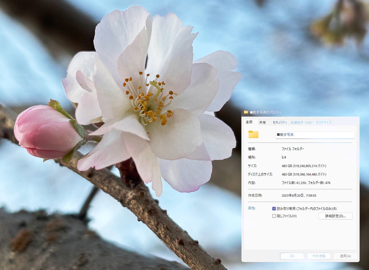 ⠀ 3年ほど前から始めた散歩で 撮った写真が6万枚を超えてました