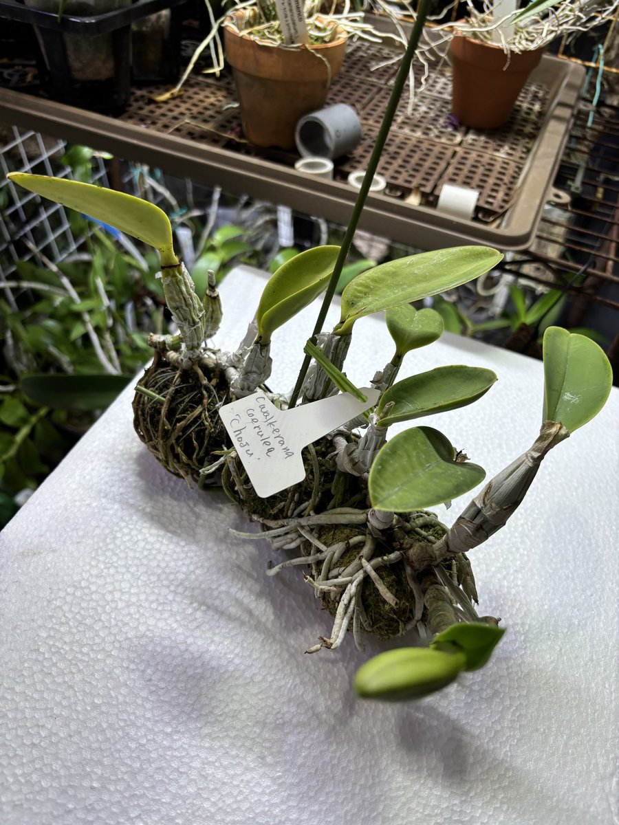 パク♡ニオイヒバ　抜き苗 オキボタ東海行って参りました キバナノセッコク狙いの鈴木園芸さんが