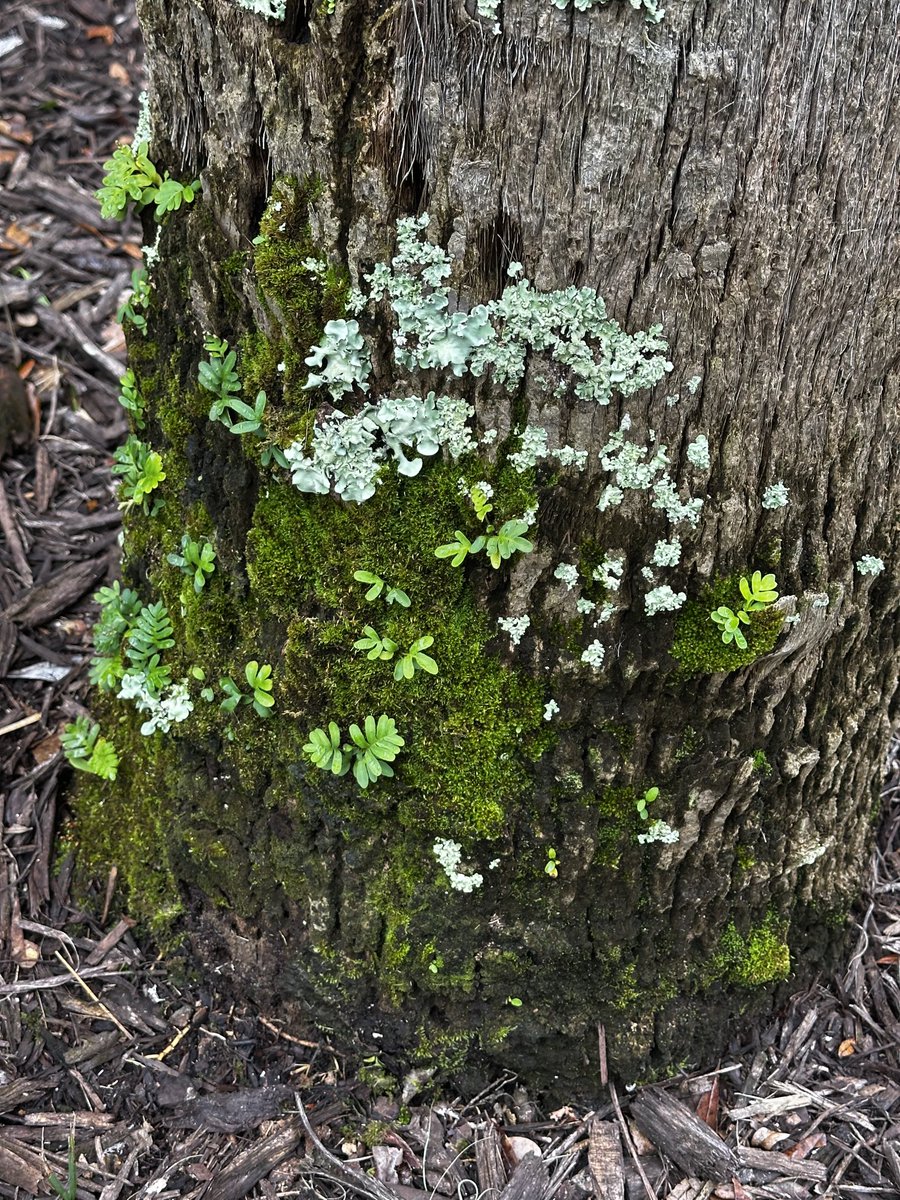 Jo Hackl tweet media