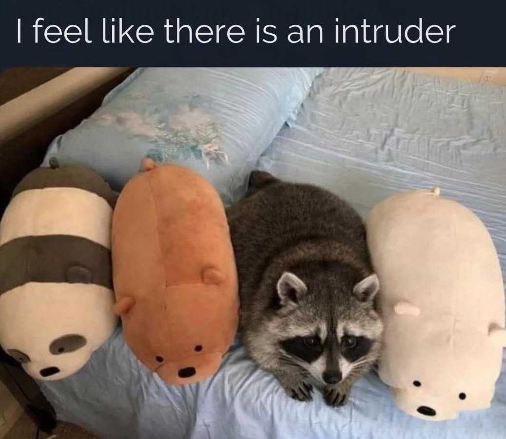 Why you should have a Raccoon (@shouldhaveracc) on Twitter photo 