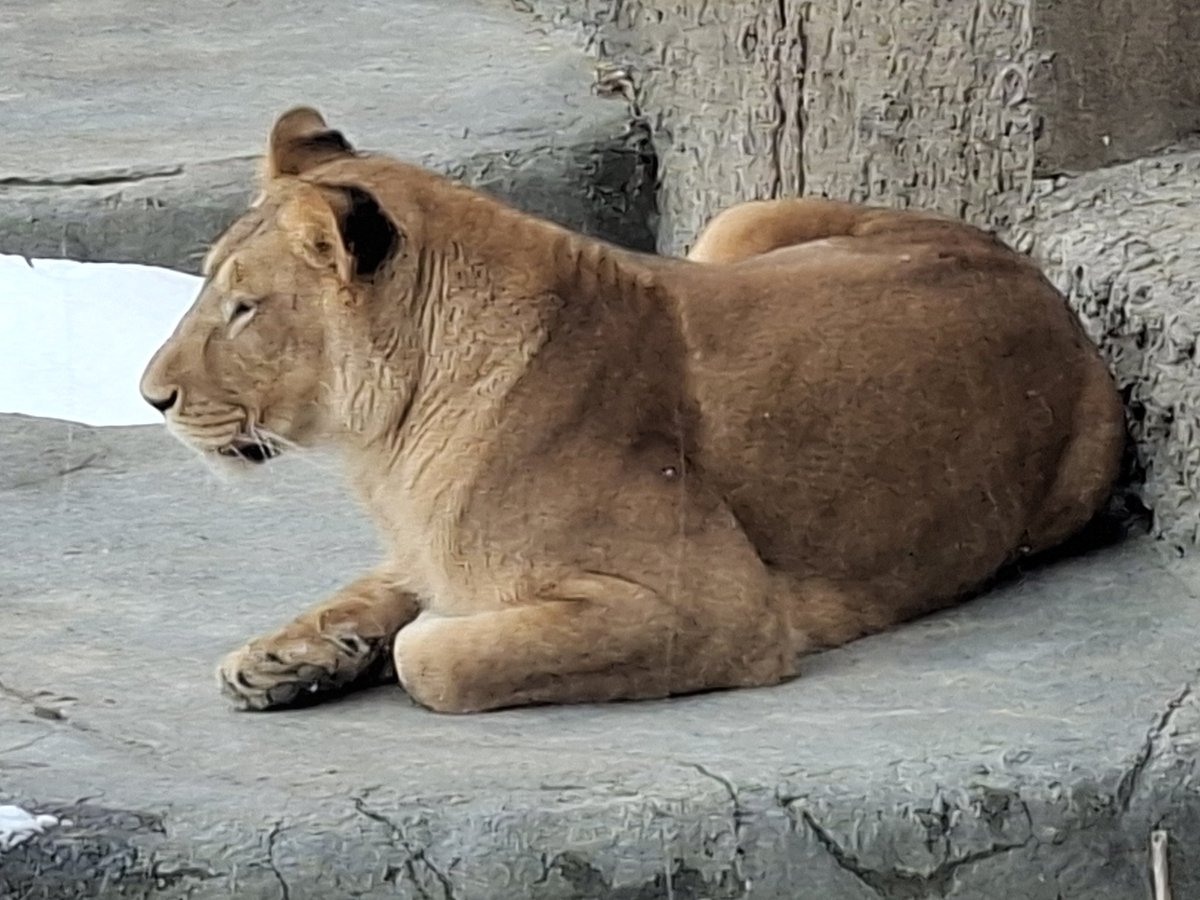 円山動物園 #ライオン 17日は、トリプルガイドで、忙しく、イトちゃん