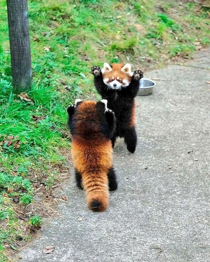 <a href="/tweet_tokyo_web/">Tokyo.Tweet</a> レッサーパンダの方が可愛いよ(∩´∀｀)∩