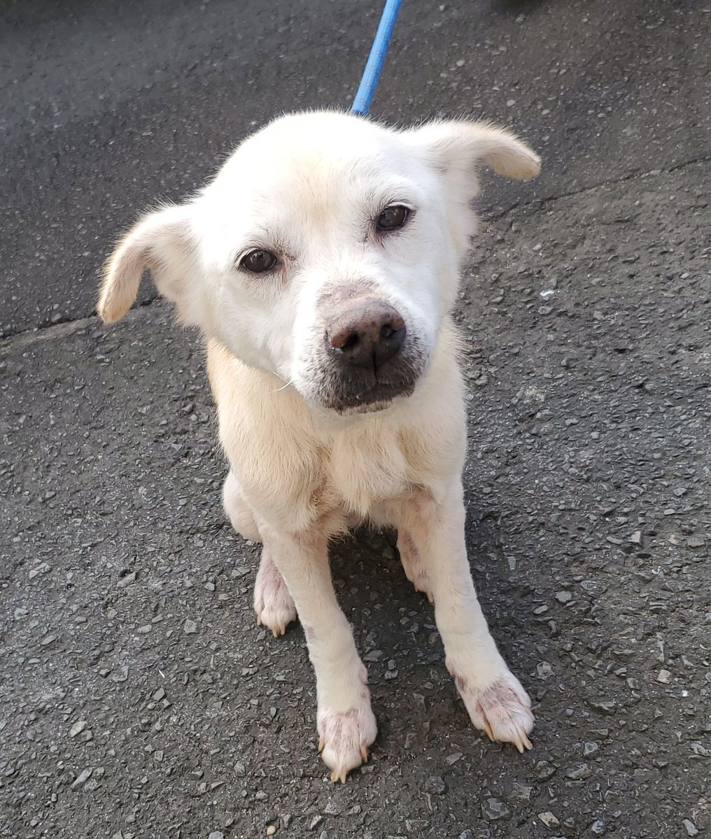 🆘️保健所収容情報です｡

長崎県動物管理所に収容されているメスの雑種犬になります。皆さまのご協力宜しくお願い致します。 
animal-net.pref.nagasaki.jp/animal/no-1912…