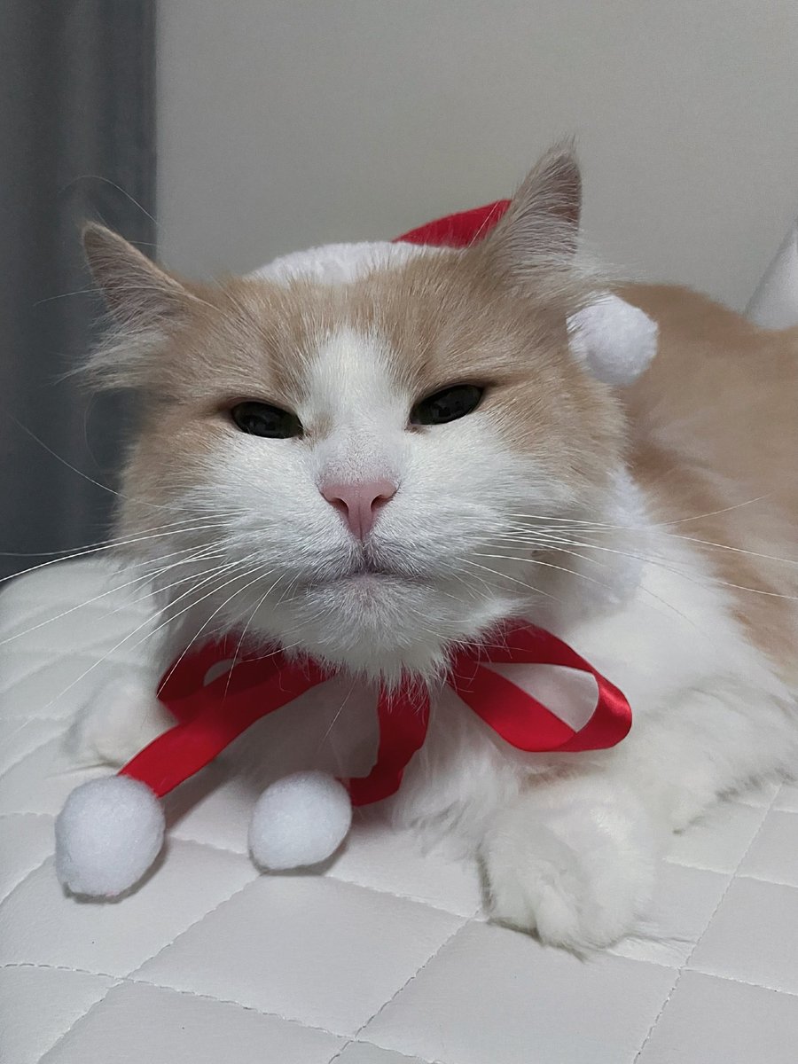 Post by ざくにゃん🐾 on X: すごい嫌がってた