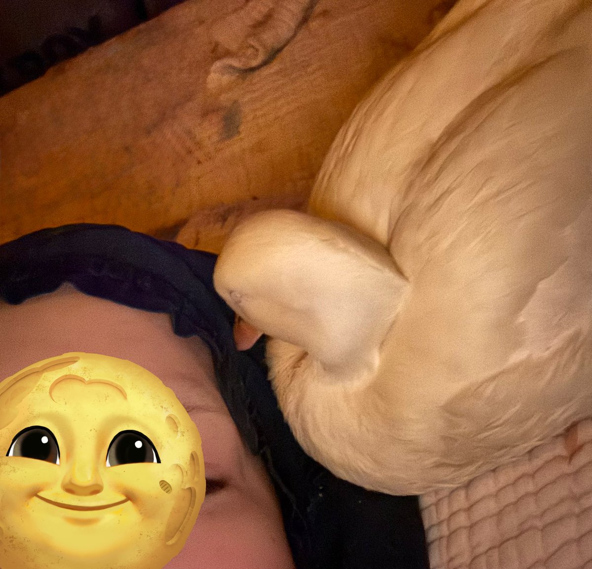 うーちゃんはコールダック (@duck_udon0629) / Posts / X