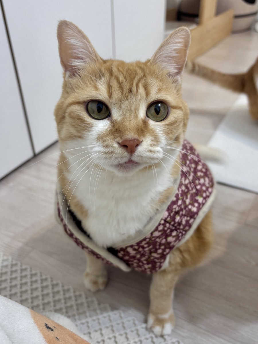 alldayudon's tweet image. 우리 수육은 언제 먹어?