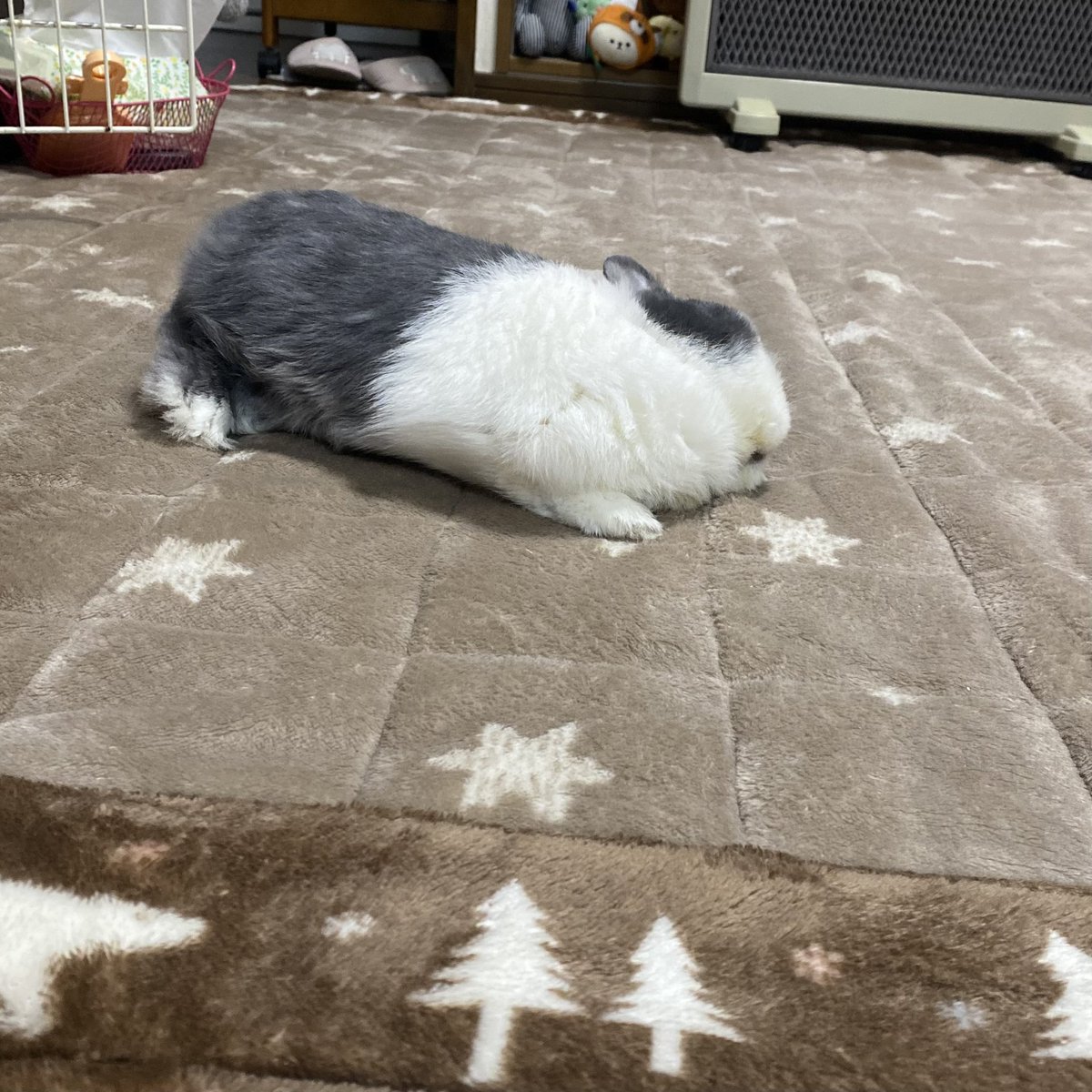 おやすみもこ🐰
ふわふわころん寝🐰💤
#うさぎ　#うさぎのいる暮らし