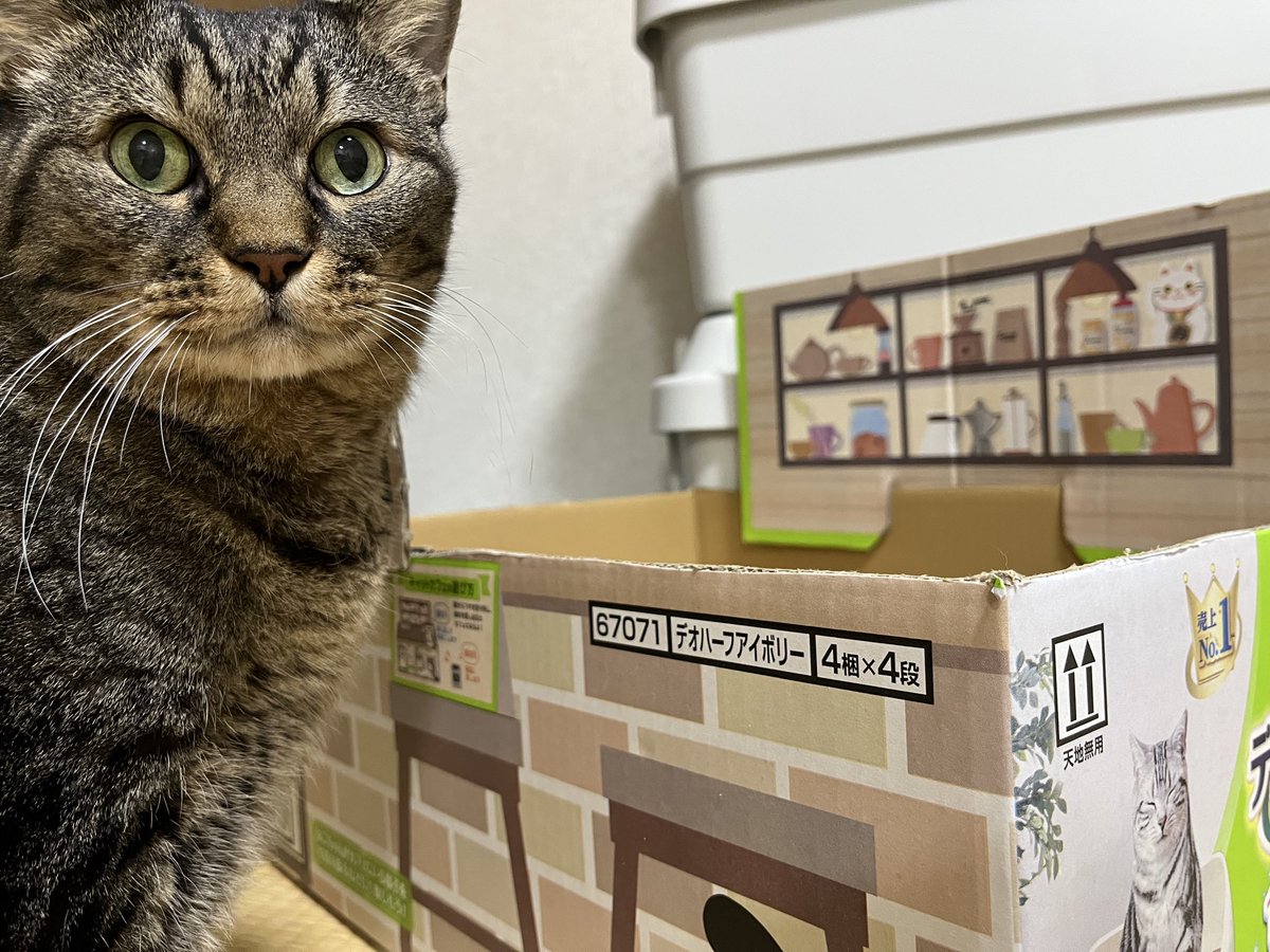 ねこじま まめたろう (@nekojima_22) / Posts / X