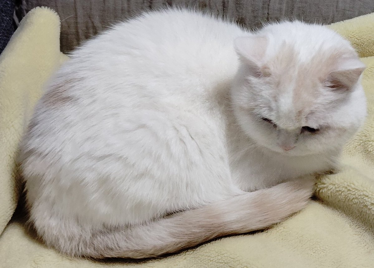 福ちゃん (@fukuchanwhite) / Posts / X