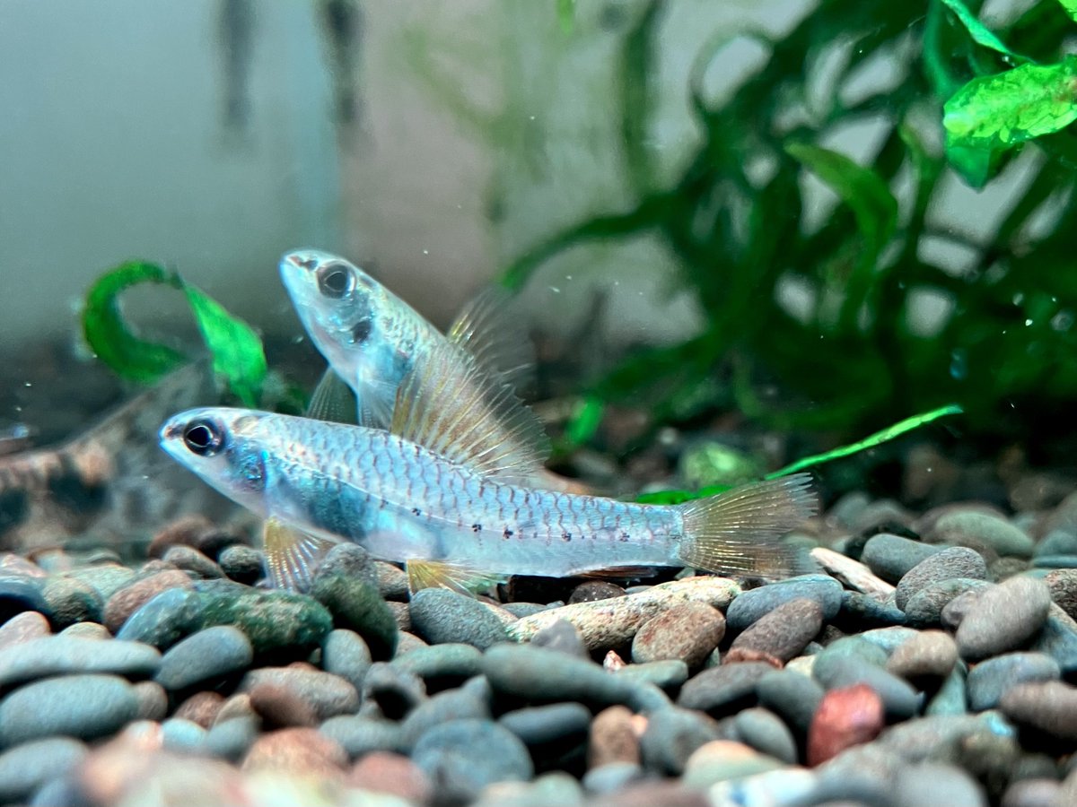 iMac (@mac_iha) / Posts / X