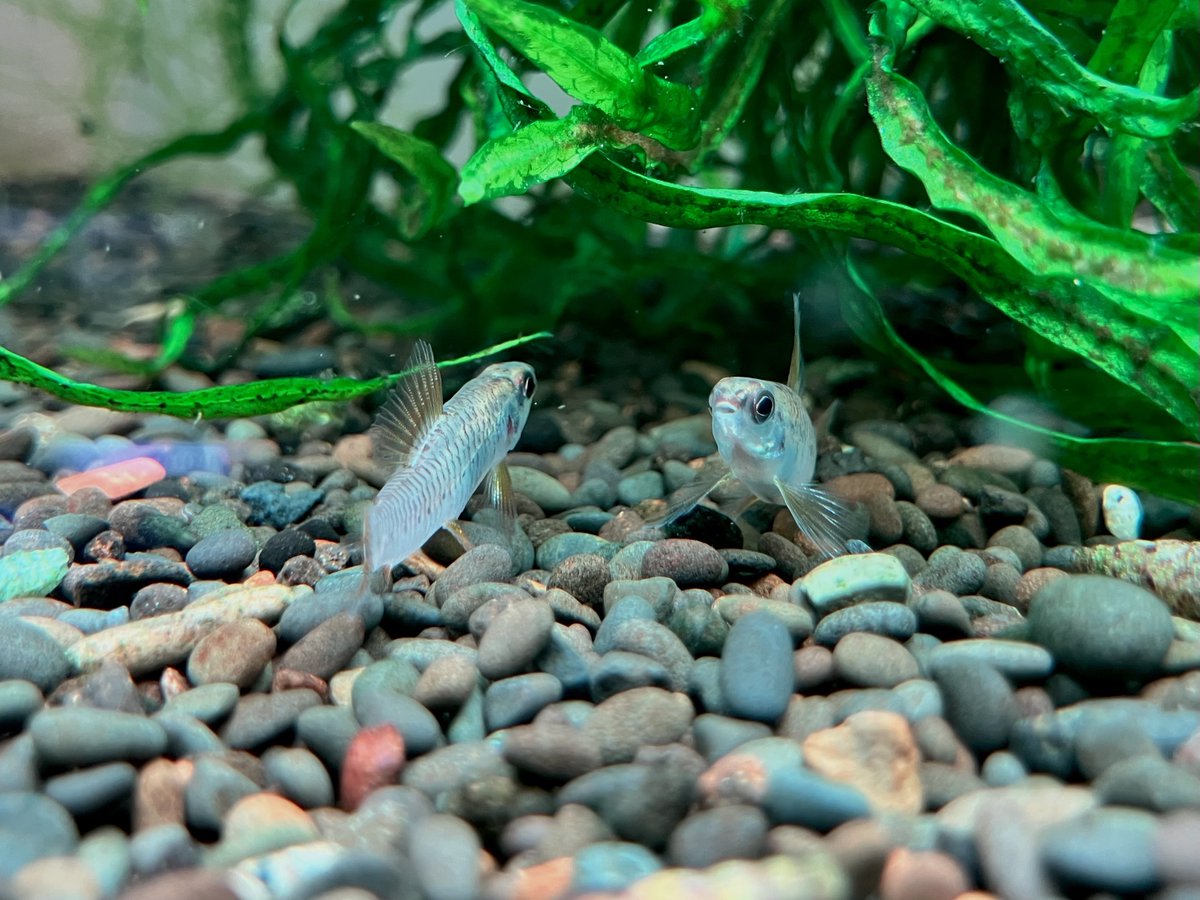 iMac (@mac_iha) / Posts / X