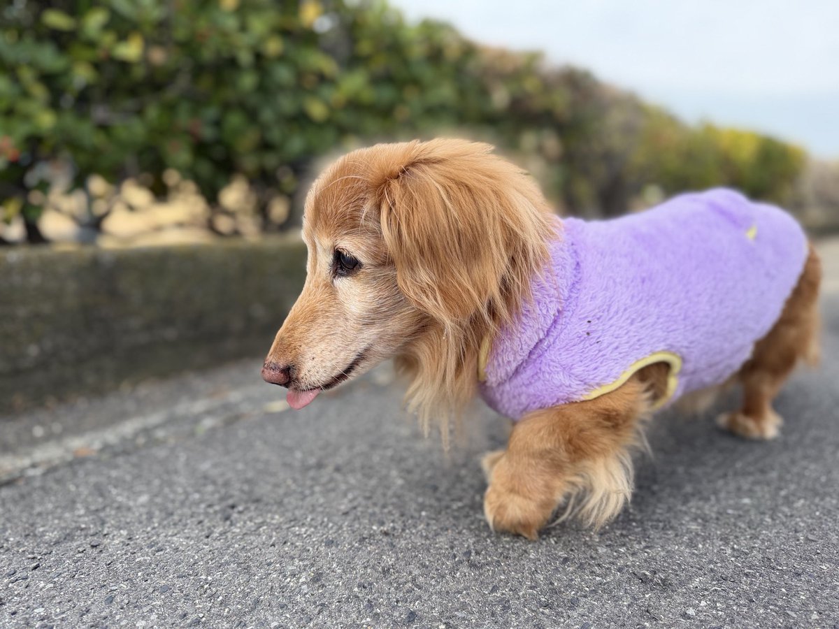 病院行ったけど薬もらうだけだったから上機嫌 #高齢犬  #18歳