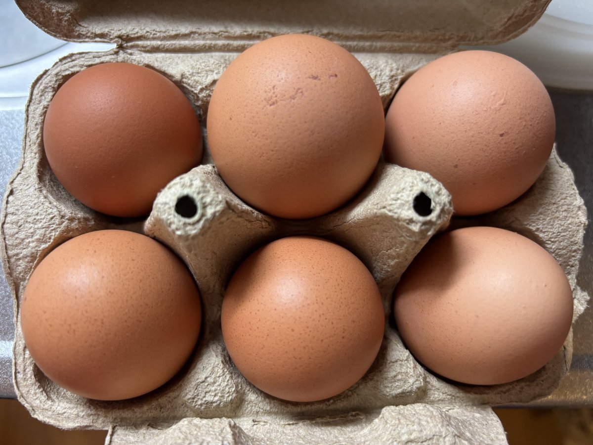 藤田和子 (@kururupp) / Posts / X