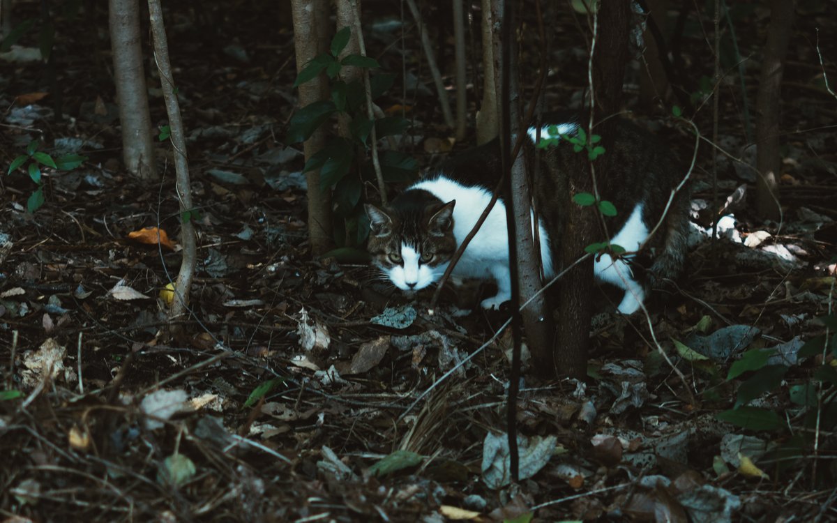 Kunrong Yap tweet media