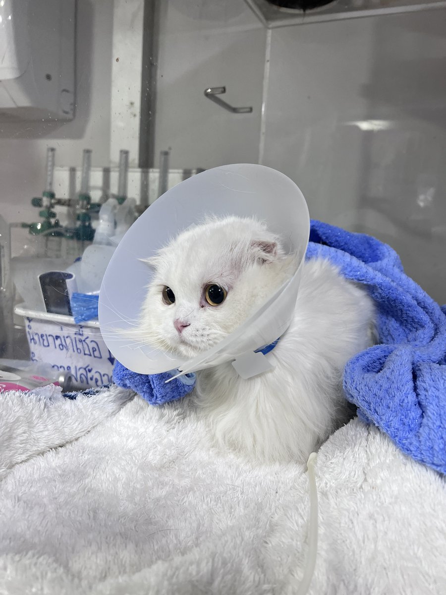 จินจิเป็นของขวัญ ทุกวันหลังเจอจินจิอีกครั้งคือกำไร
อัพเดทอาการนิ่วน้องจิจินะคะ ตอนนี้ผ่าตัดเรียบร้อยแล้ว การผ่าตัดราบรื่นดี นิ่วที่ออกมาคาดเดาคร่าวๆจากรูปทรงคิดว่าเป็นนิ่ว Calcium Oxalate ที่อาจจะเป็นซ้ำได้ และมีหลายสาเหตุ