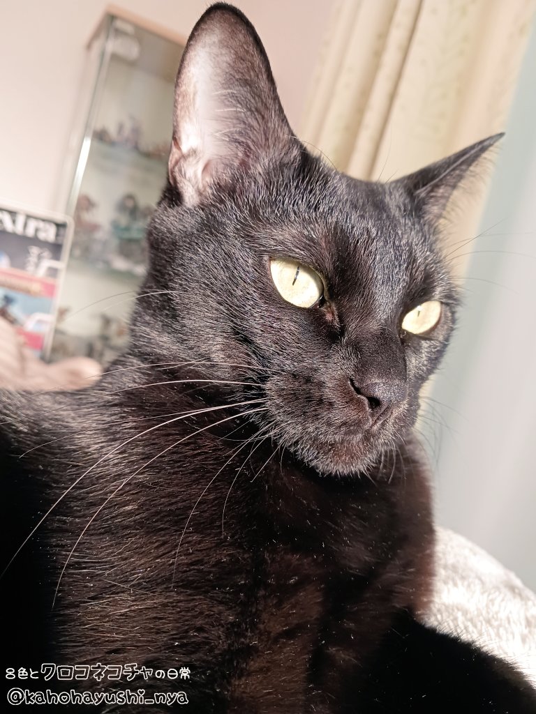 ｸﾛｺﾈｺﾁｬ、黒豹みたいな顔なのよね。凛々しくてかっこいいと思います