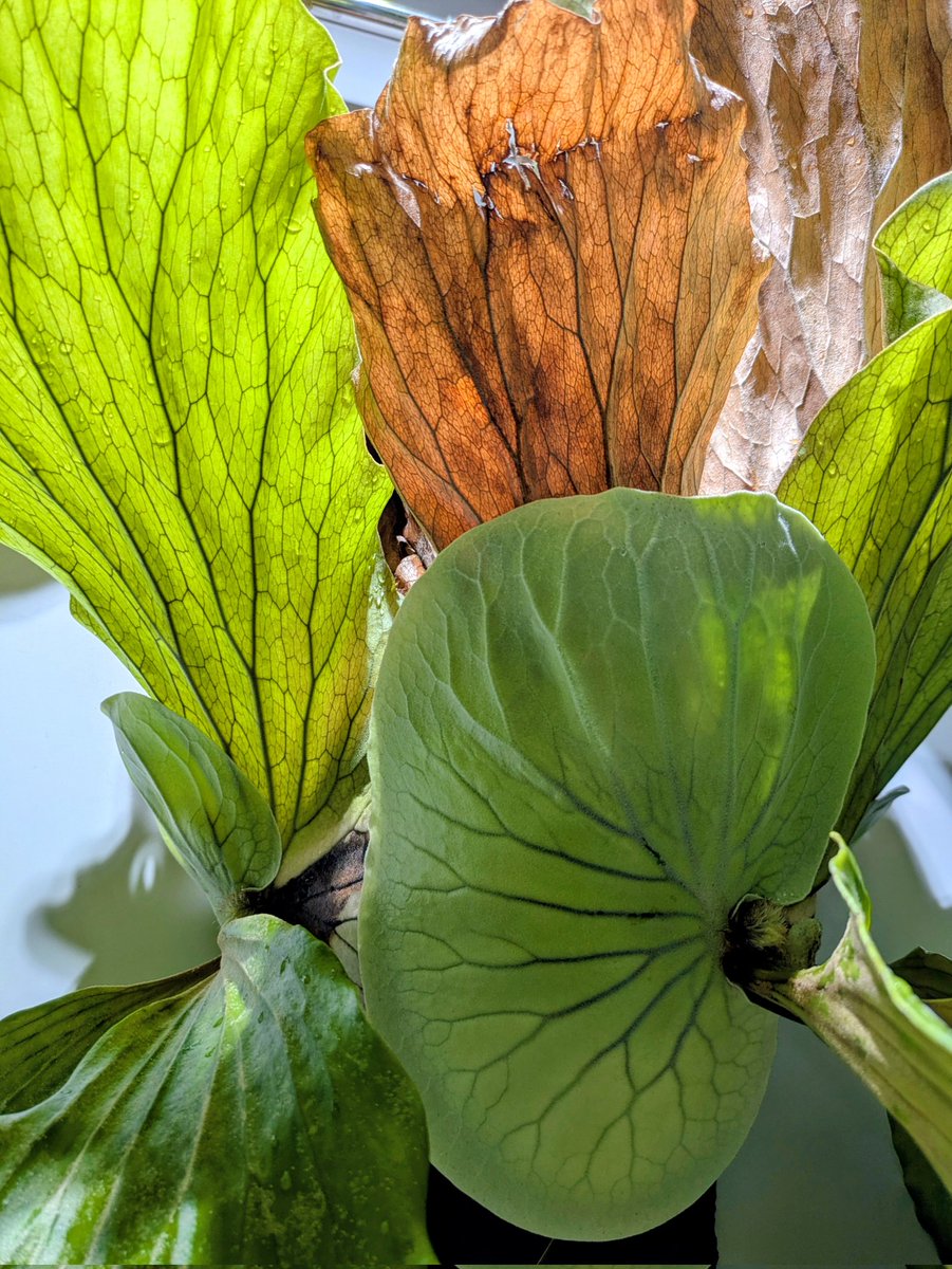 P. elephantotis
#ビカク葉脈選手権2025