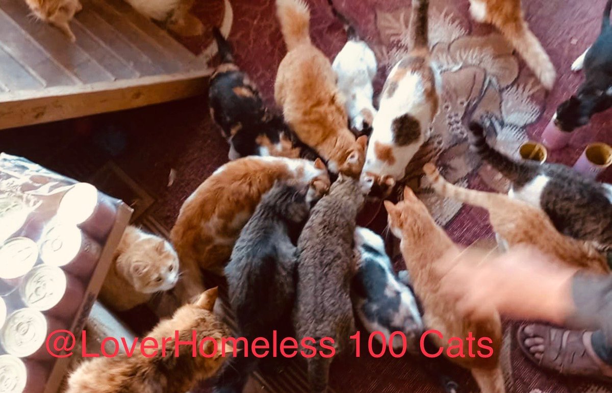 LoverHomeless's tweet photo. 💚🫂Thanks to your kindness for us and all life in 🇵🇸🌿💔#Gaza, the cat shelter is now ready to receive and give a home to any cat who needs it. It's a positive time for my family and friends who have all helped with this great achievement, and I feel very proud to see the building restored. Before the war took it away, helping the cats was my passion and pride, and seeing so many of these innocent creatures killed or die in front of me completely devastated me, in a way I can't even describe. I will never forget the love and trust those sweet animals gave to us before they left, and I hope to help just as many cats and other animals going forward. I hope that you will help me, my friends. I ask not for me, but for these poor voiceless animals who have lived through hell, through no fault of their own. Unfortunately I'm not feeling well today, my friends, I think I am suffering with a virus, so I can't do as much as I'd like to. At any moment, a cat could find us, and we will help them immediately. Once I feel better, I will be able to go further into the city for them specifically. Please support us in the meantime, my friends. Our cruelty-free camp and our current cats still need you very much so that they can eat and so we can replace the badly damaged tents. Thank you for everything, my friends, again and again, you are our hero and our lifeline while we are stuck here with no hope.. 🫂💚

For my Cat Shelter + My Family's & Cat Funds
🐾🐈🥺🫂https://t.co/2GC5exChC8 

Our Cruelty Free Kitchen 
🫂🙏🇵🇸https://t.co/fIVCEUy1Da