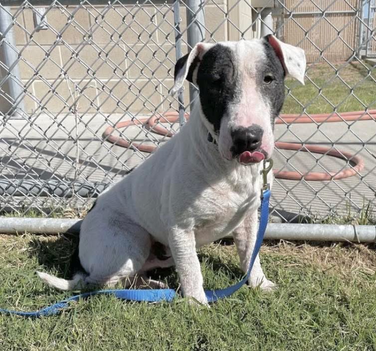 PATCHES #A381752 1yr6mo,34lbs
This little guy should b cherished, not  fighting for his wee life
Absolutely adorable,he is definitely 1 of a kind!
Beautiful,playful,eager to plz,gets along with everyone,SO SPECIAL!
PLZ #Adopt #Foster or #Pledge  plz save his precious life #Texas