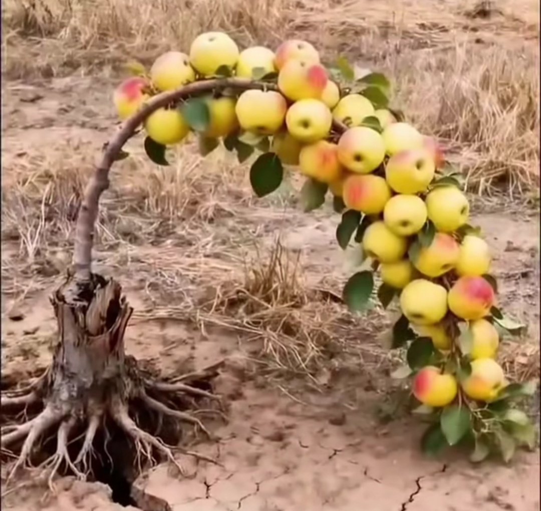 Les poètes et philosophes (Platon) systématisent l'idée du Beau comme Idéal.