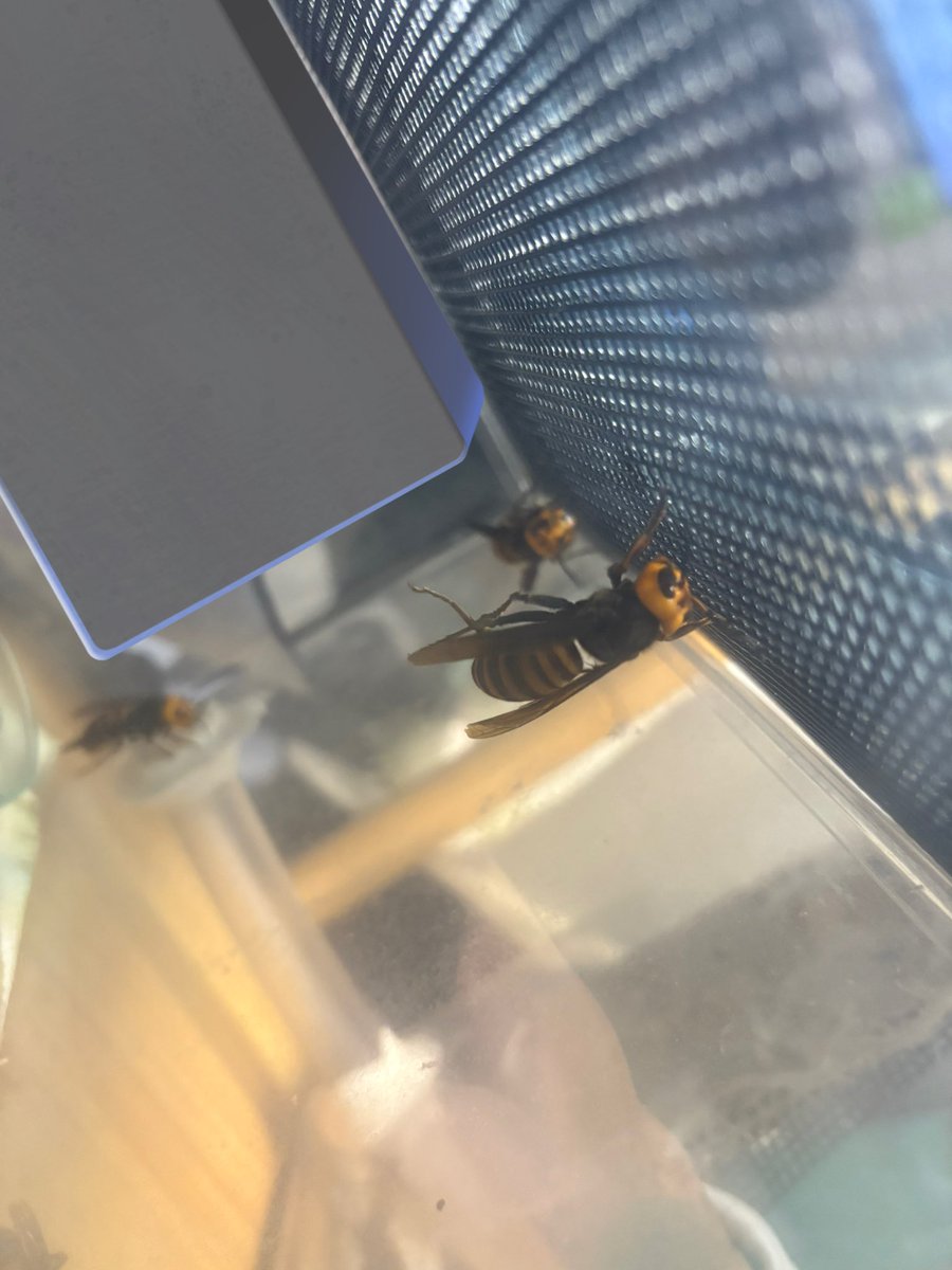 🍭8 (はち)🍬 (@aaiZveGu1X7nWwX) / Posts / X