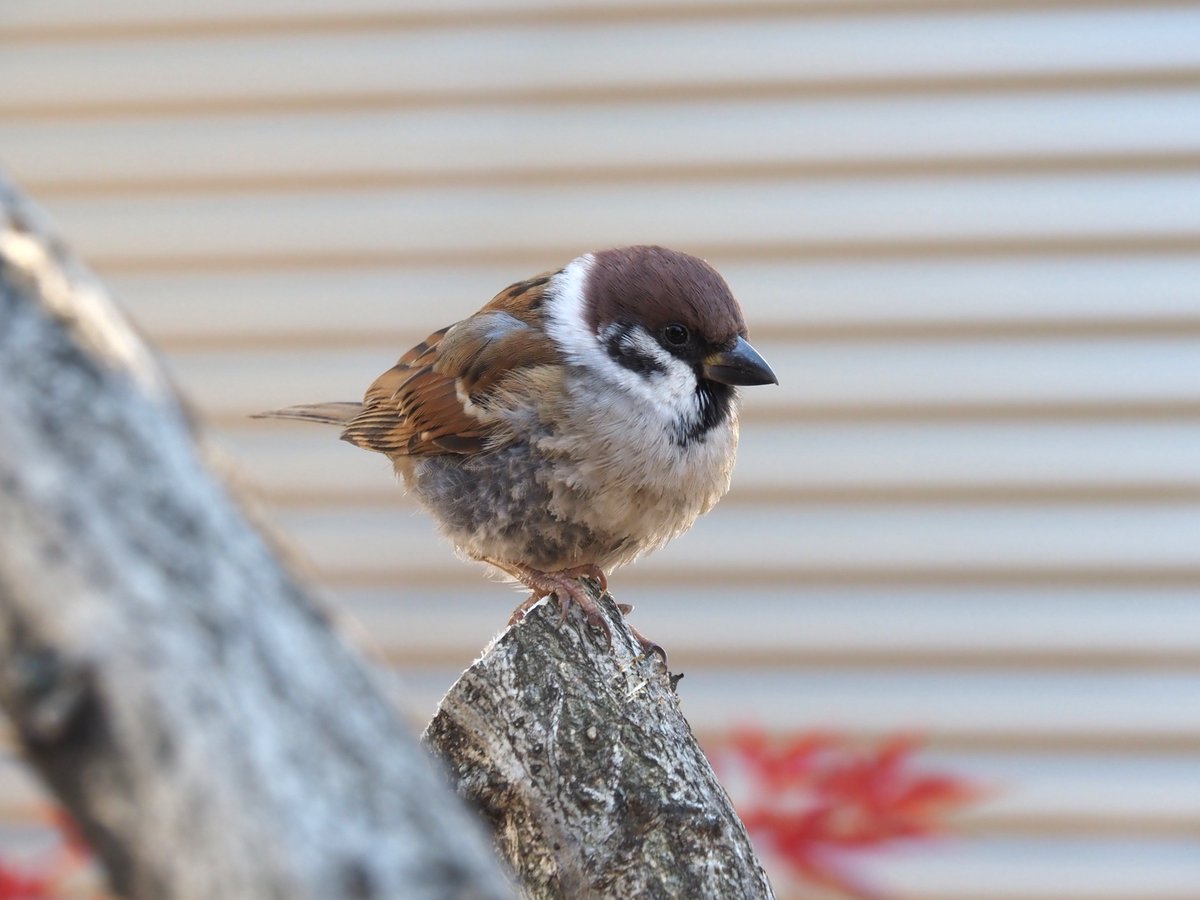 ちゅんちゅん (@chunchu0803) / Posts / X