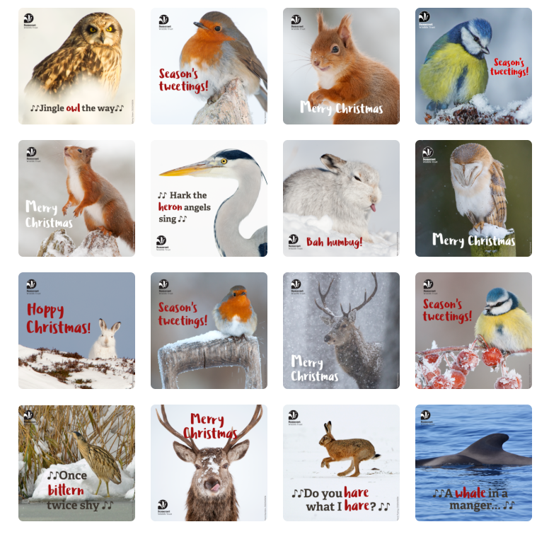 SomersetWT's tweet photo. Make your Christmas a little greener 🌿 
 
Skip the expensive stamp, send a punny e-card, and give Somerset’s wildlife a festive boost! 💚 
 
Check out our festive designs here: https://t.co/u9hyTqGbtc https://t.co/sgYKEcLBfz