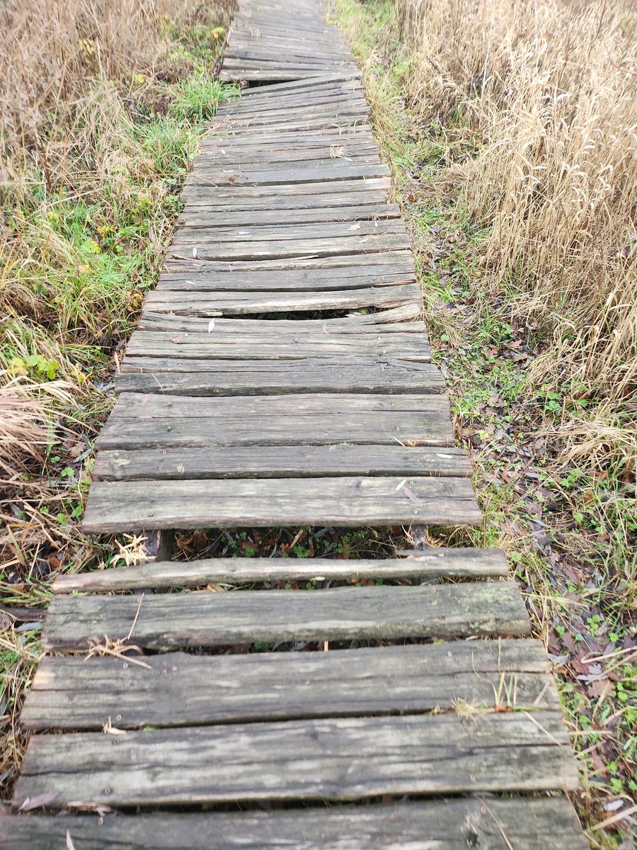 Wandeling in de natuur. De spilzucht aan subsidies is gewoo' openlijk zichtbaar. Terwijl je normaal je laarzen aantrekt en overal er een flinke wandeling aan overhoudt, zijn de laatste 10 jaar de knuppelpaadjes schering en inslag. Na 10 jaar zijn ze dan ook én half rot én