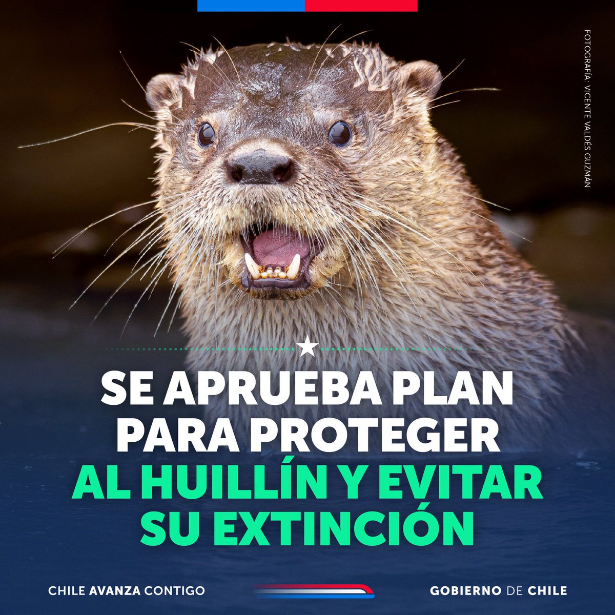 GobiernodeChile's tweet image. Se publicó en el Diario Oficial el Plan RECOGE para el huillín, el cual fija una hoja de ruta a 15 años para proteger las zonas donde se alimenta y reproduce. Además, la estrategia busca reducir las amenazas humanas y controlar especies exóticas invasoras, como el visón, que…