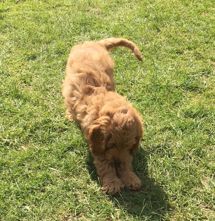 DogDougDog's tweet photo. My first Big Stretch (back in the day). https://t.co/Fi5PyRMr9Y