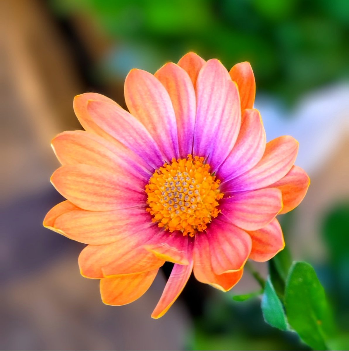 ちゅん ハニーキス（Honey Kiss） ちゅるんグリーン | カラコン通販ホテラバ