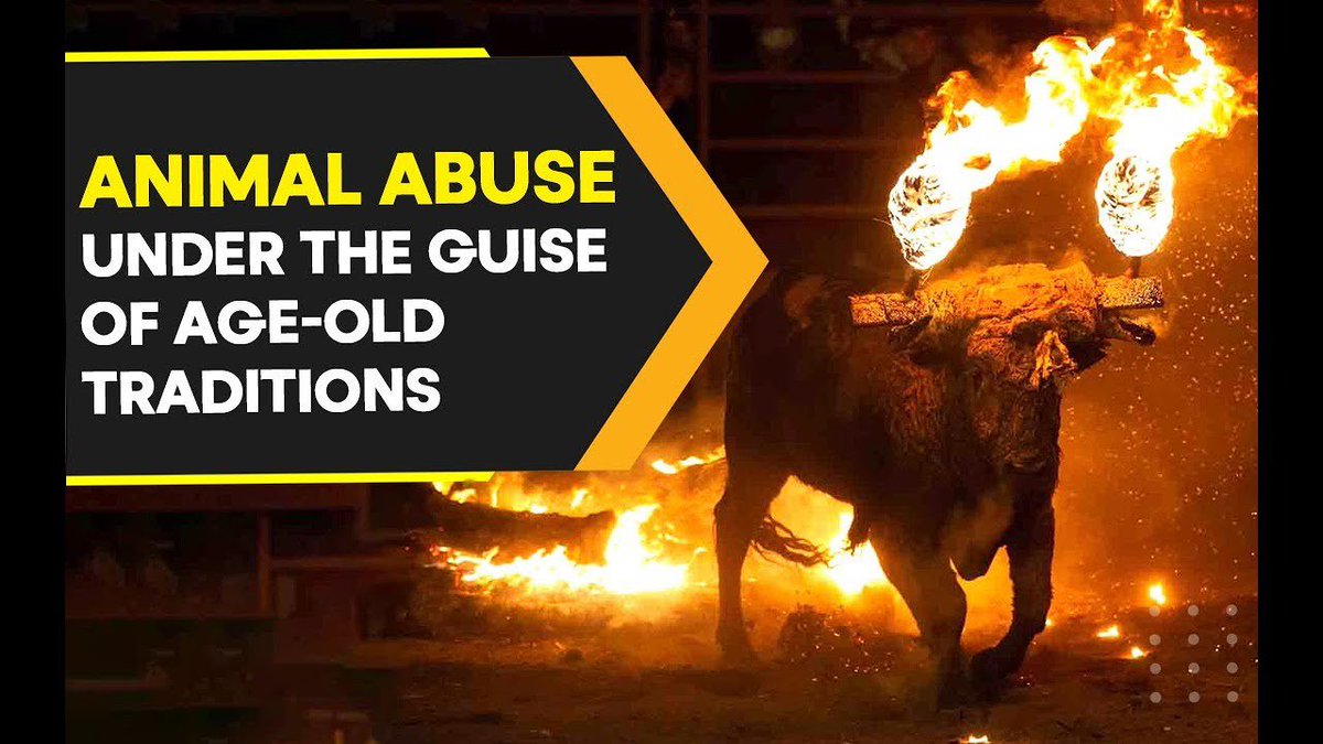 Protect_Wldlife's tweet image. Petition To End Toro Jubilo ‘Festival’ 

A Bull Was Set on Fire for "Tradition." This Cruel Spectacle Must End Now.

In the Spanish town of Medinaceli, a Bull was forced to endure hours of terror and pain during this year's Toro Jubilo, which is a festival in which burning…