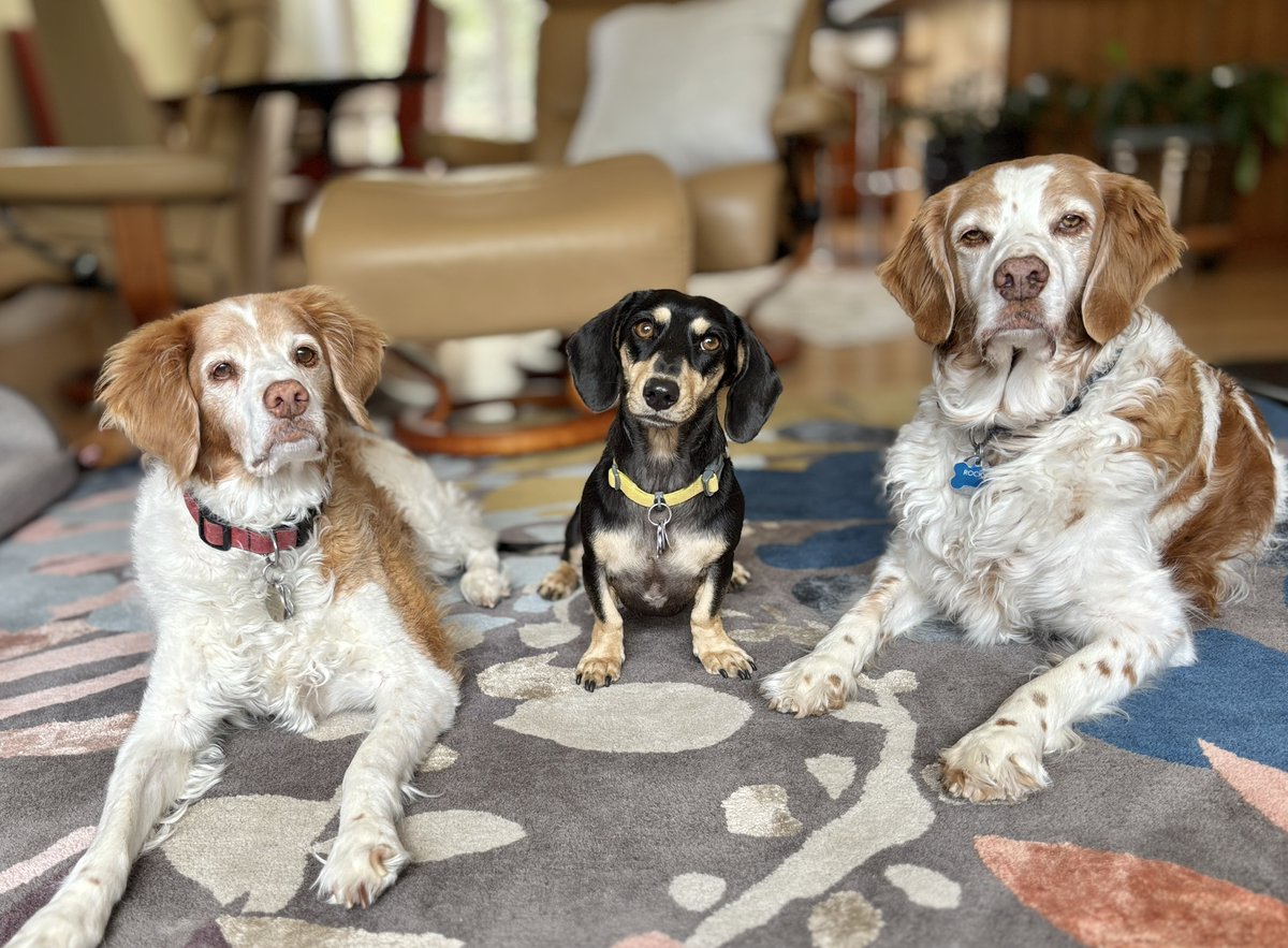 ABrittanyRescue's tweet photo. Three innocent faces… zero convincing alibis. 😅
Styx, Moka, and Rocky (L to R) 👀🐾
#GuiltyButCute #CaughtInTheAct #TripleTrouble #DogExpressions #PupLife https://t.co/uBPz3kApVH