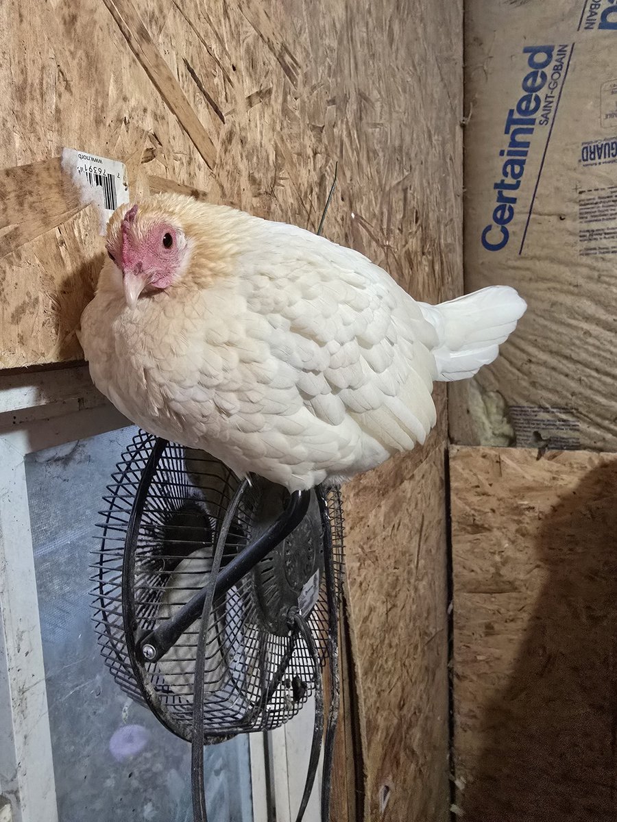 Wow we just hit 600 followers! Thank you and I love you all! Have picture of Meringue!