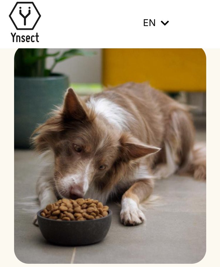 💥Ÿnsect - histoire d’un fiasco !
Pourtant, ils grouillaient 🪲🪲🪲de bonnes idées 🤭😅

Sur leur site :

🪲 Soutiens politiques de haut niveau (ministère, WEF)
🪲 Un slogan choc :
« Notre mission : réinventer la chaîne alimentaire » 🙃
🪲« l’incroyable potentiel des