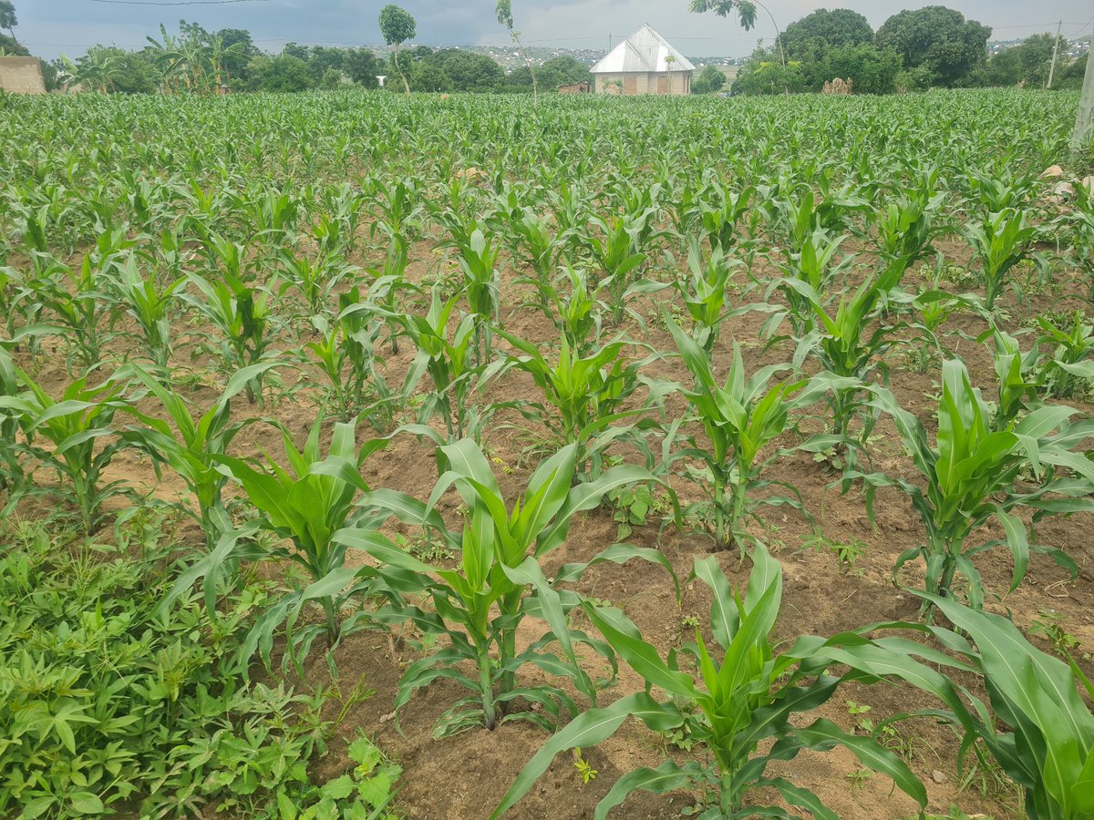 Lazima utoe kidogo ulichonacho ili ukakitafute kingi.
Hofu sio mahala pake hapa