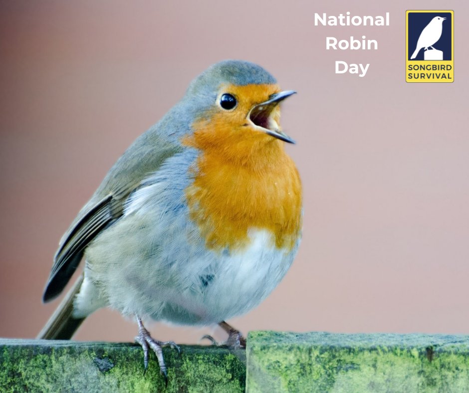 National Robin Day tweet media