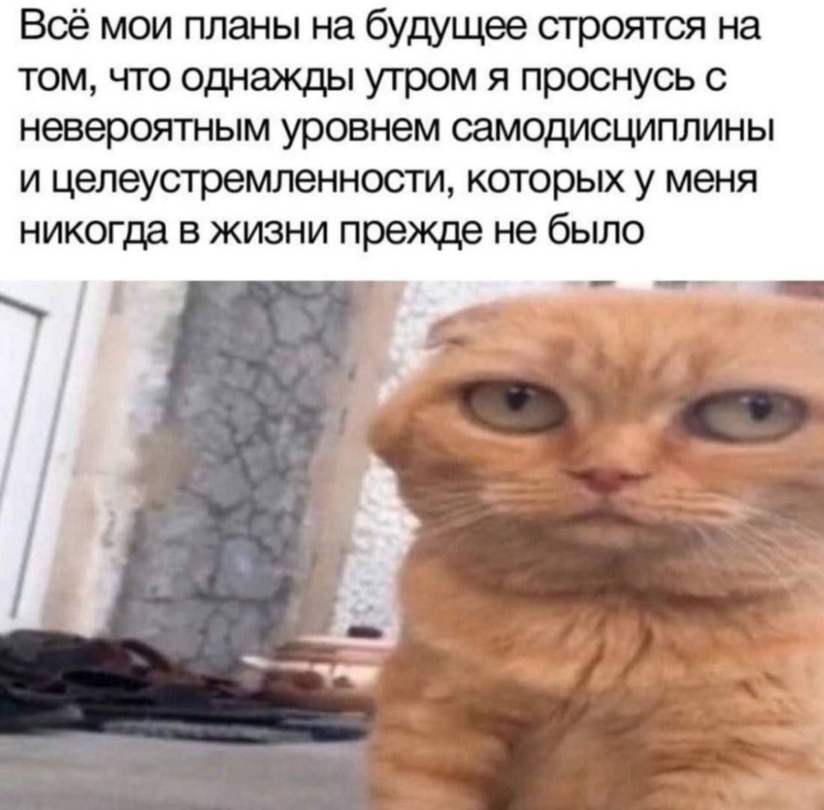 Мы?