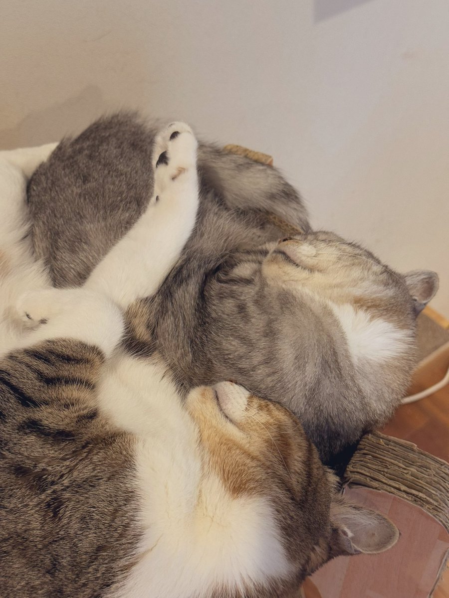 猫ココ カード検索 ｜ Z/X - Zillions of enemy X - ゼクス公式サイト