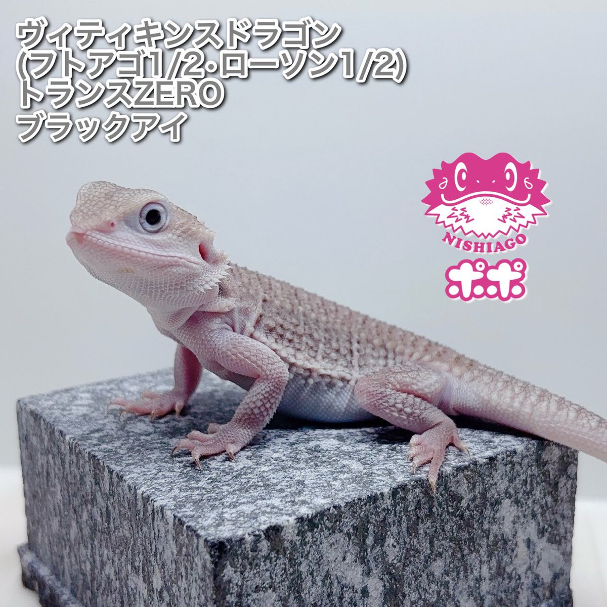 ポポのケージ (@poponocage) / Posts / X