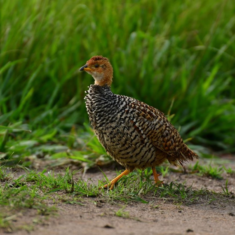TambourineSafa1's tweet photo. Run to the new year with the coqui francolin on the highlights while on the journey to encounter francolins which prefers wooded and bushland areas.[https://t.co/QVVOgwqKK8]
#birdingexperience #wildlifesafari #safaridiscovery #primateapesexperience #naturesuprise #Gamedrive https://t.co/IWwhlAhEFR