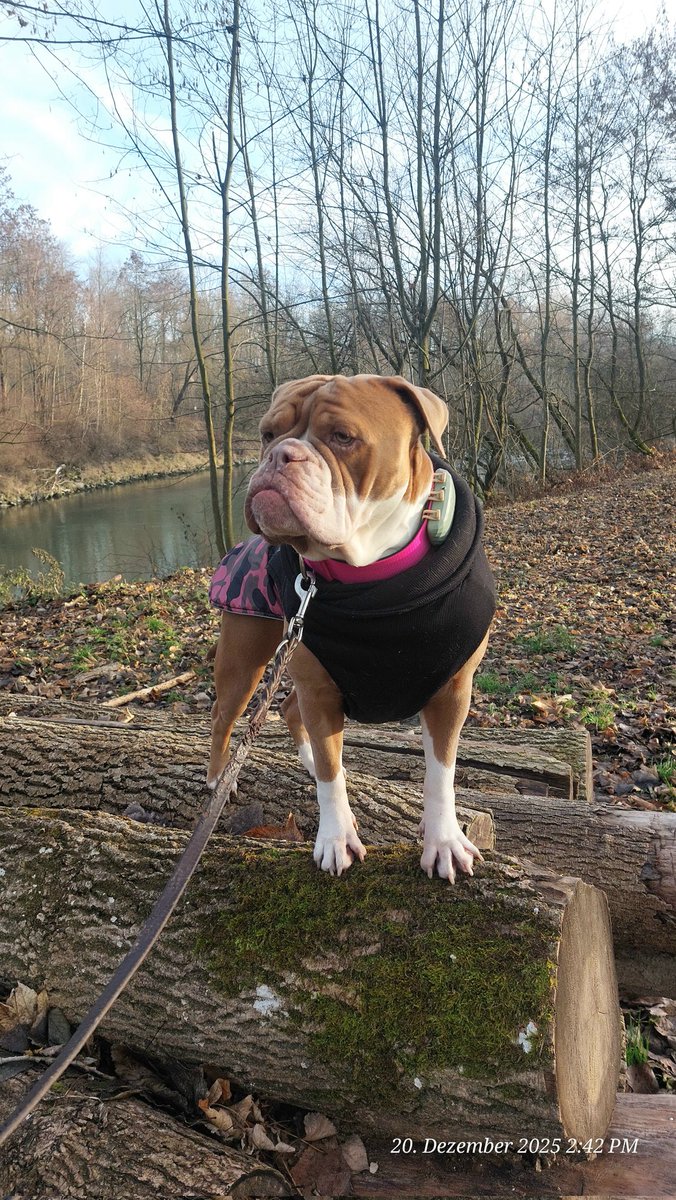 irisA201's tweet image. Fraule hat fertig mit Arbeit 2025 ... 🎄🤩